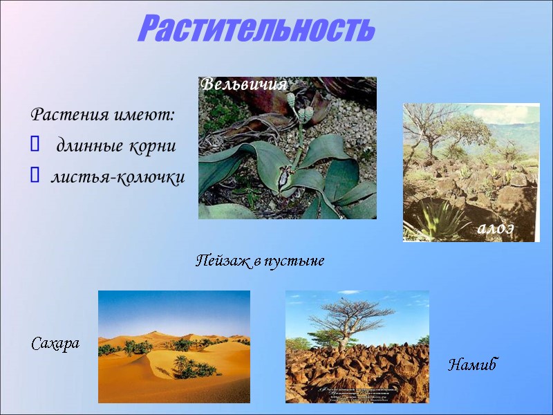 Растительность Растения имеют:  длинные корни листья-колючки Вельвичия Пейзаж в пустыне Сахара Намиб алоэ